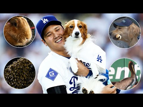 Dogs, cats, bees, rabbits, birds and MORE ANIMALS that visited baseball stadiums in 2024!