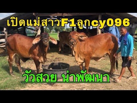 เปิดแม่สาวF1ลูกcy096-วัวสวยน่า เปิดแม่สาวF1ลูกcy096-วัวสวยน่า
