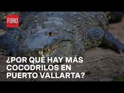 Advierten mayor presencia de cocodrilos en Puerto Vallarta, Jalisco - Paralelo 23