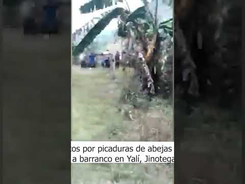 Abejas matan a cuatro personas tras caer en barranco en bus en el que viajaban en Nicaragua