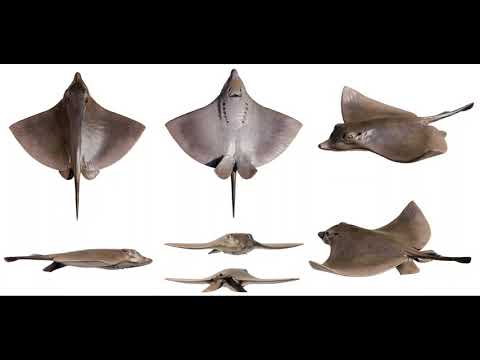 a tribute to my favourite extinct animals.