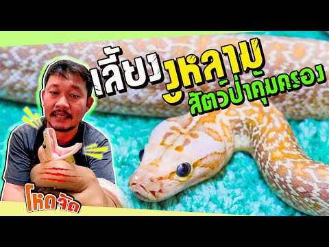 สมาชิกใหม่-จากฟาร์ม-RF-Reptile สมาชิกใหม่-จากฟาร์ม-RF-Reptile
