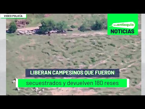 Liberan campesinos que fueron secuestrados y devuelven 180 reses - Teleantioquia Noticias
