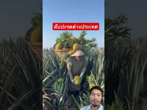 สับปะรดต่างประเทศสับปะรดfarm