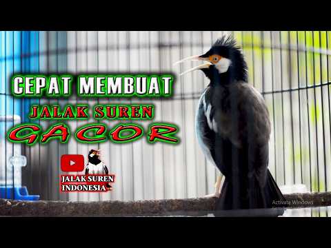 PANCINGAN JALAK SUREN   CEPAT MERANGSANG BUNYI LANGSUNG BERKICAU