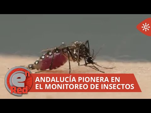 EnRed | Andalucía pionera en el monitoreo de insectos