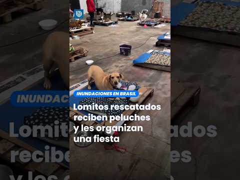 Lomitos rescatados reciben peluches tras inundanciones en Brasil