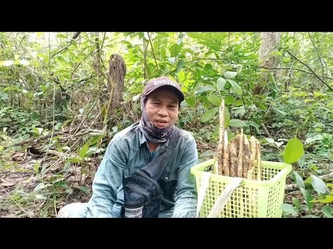 ขุดมันนกมื้อนี้ประสบความสำเร็จ ขุดมันนกมื้อนี้ประสบความสำเร็จ