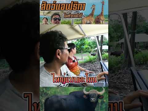 กระทิงผสมกับวัวกับควายไทยได้