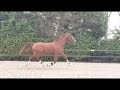 Dressage horse Gunner KS x Sorento 3,5 jarige ruin