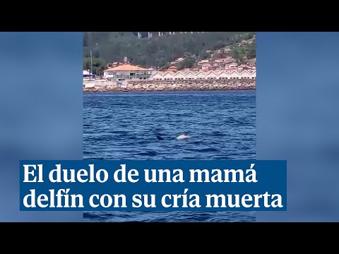 El duelo de una mamá delfín que nada junto a su cría muerta en la ría de Vigo