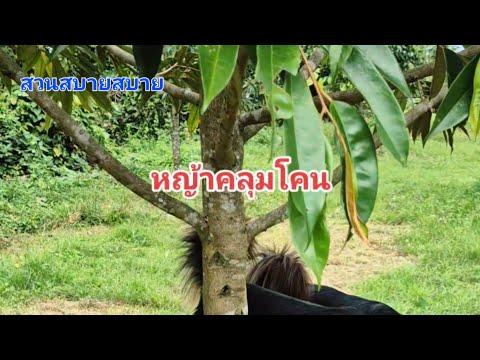 หญ้าคลุมโคนEp.326:สวนสบายสบ