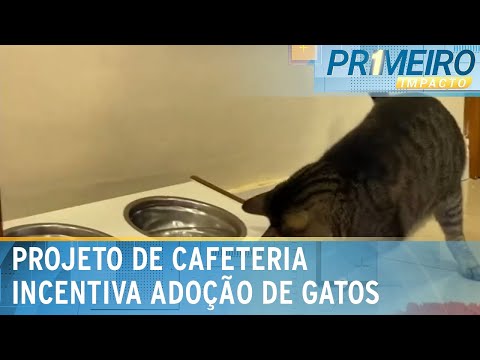 Cat café: cafeteria promove contato com gatos e incentiva adoção | Primeiro Impacto (15/04/24)