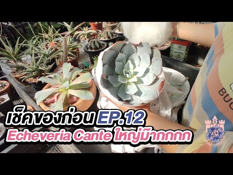 เช็คของก่อนEP.12:เปิดกล่อง