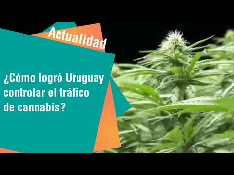 ¿Cómo logró Uruguay controlar el tráfico de cannabis | Actualidad