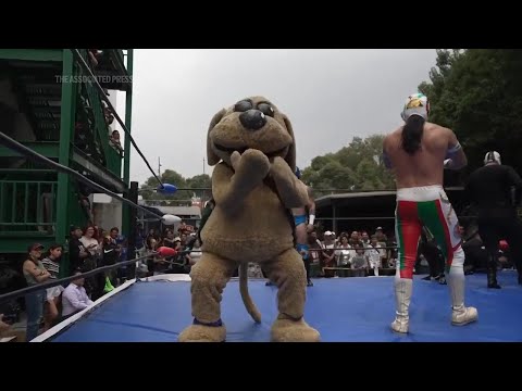 Meet Wisin, Mexico’s latest viral meme and puppy luchador