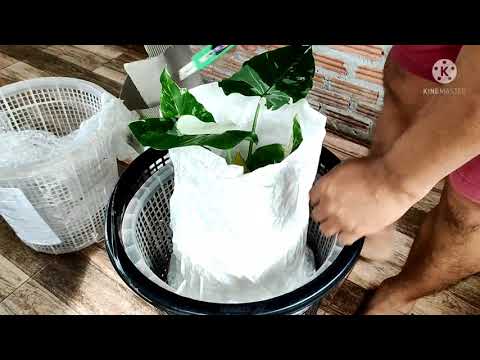 Alocasia-Okinawa-Silver-โอกินา Alocasia-Okinawa-Silver-โอกินา