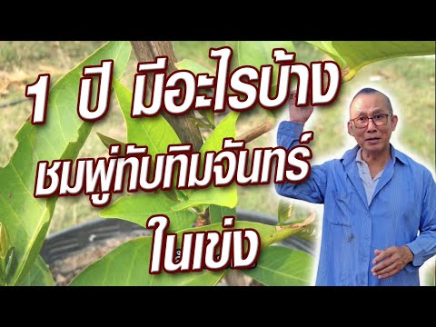 ครูสวัสดิ์พาทํา ทําไปเรื่อย @ครูสวัสดิ์ชมพู่ทับทิมจันทร์ในเข่ง1ปีอยู่หรือไปมีอะไรเปลี่ยน