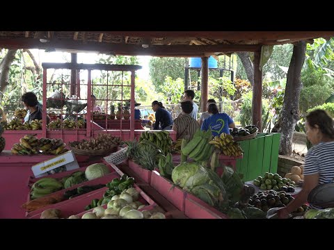 Las verduras a precios del productor en el Mercadito Campesino del Parque Nacional de Ferias