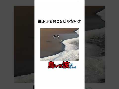 【鳥vs波】🦆「甘いねぇ甘い甘い甘い！」
