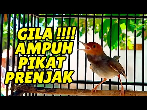 MASTERAN PRENJAK KEPALA MERAH GACOR SUARA NGALUN ENAK COCOK UNTUK PIKAT/PANCINGAN