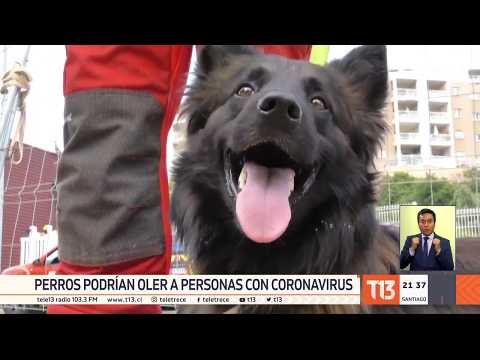 Carabineros entrena a perros para que detecten a personas con coronavirus