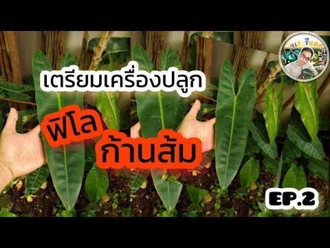 ฟิโลก้านส้มEp.2 ฟิโลก้านส้มEp.2