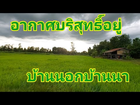 อัพเดทข้าวในนาฝนตกฮำ-จะออกรวงแ อัพเดทข้าวในนาฝนตกฮำ-จะออกรวงแ