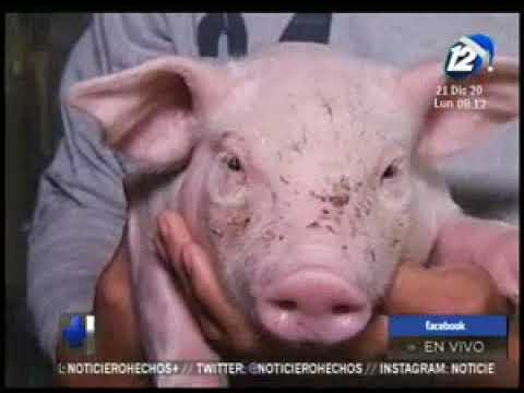 El desarrollo de la porcicultura en El Salvador