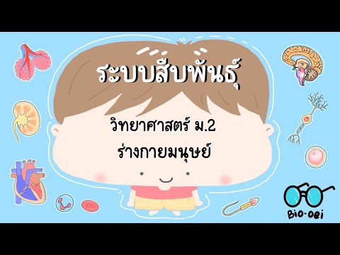 สรุปร่างกายมนุษย์ม.2-ระบบส