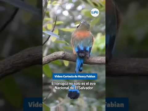 #Shorts | Pajareando: hablemos de las aves nacionales