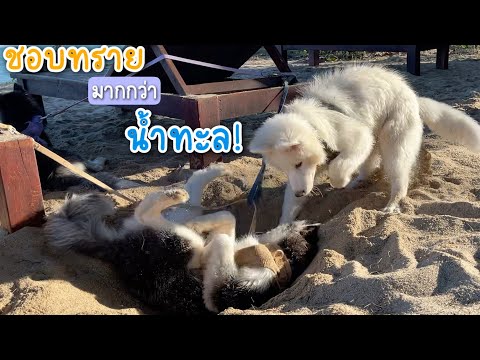 EP.72-ก็ทรายมันสนุกกว่านี่นา! EP.72-ก็ทรายมันสนุกกว่านี่นา!
