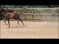 Dressage horse Gaaf merrieveulen uit top stam!