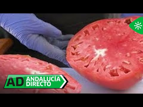 Andalucía Directo | El tomate 'Huevo de Toro' protagonista de la subasta solidaria de Coín