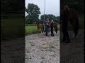 Дрессировка лошади Hengstveulen van Ferguson, leuke allrounder voor de toekomst