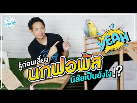 รู้จักนิสัยนกฟอพัสกันหรือยัง|