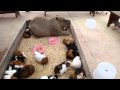 Capybara nap with Guineapigs