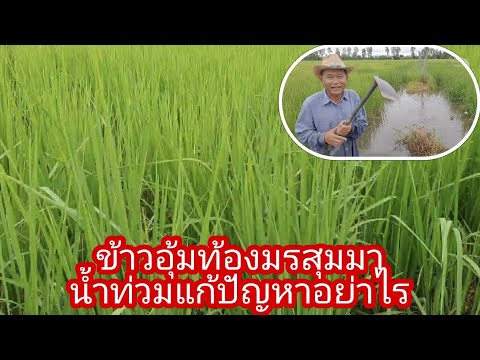 ข้าวอุ้มท้องมรสุมมาน้ำท่วมแก้ป ข้าวอุ้มท้องมรสุมมาน้ำท่วมแก้ป