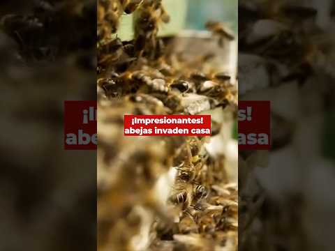 Sorprendente colmena de gigantes abejas descubierta en Escocia