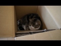 れないとねこ。-The box which Maru can't enter.-
