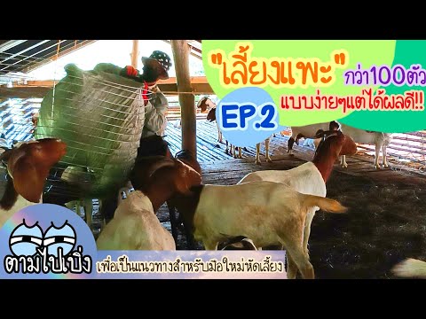 เลี้ยงแพะกว่า100ตัว-แบบง่ายๆแต เลี้ยงแพะกว่า100ตัว-แบบง่ายๆแต