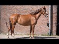 Driving horse Knappe merrie (Innovatief x Manno)