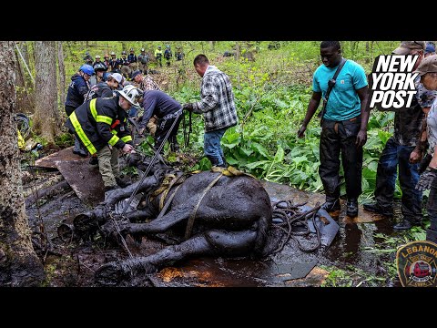40 people save pair of horses stuck in deep mud in grueling 5-hour rescue through Connecticut woods