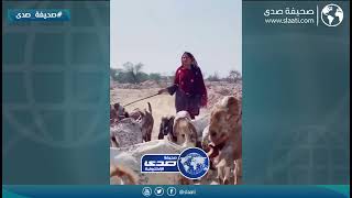 ترعى الحلال وسط الشموس