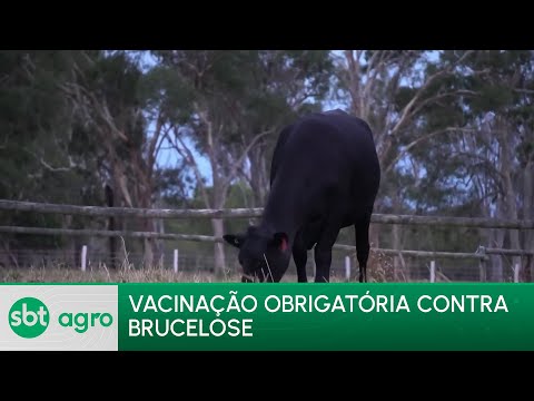SBT Agro 29/04/24:Veterinários alertam para a importância da vacinação contra a brucelose em animais