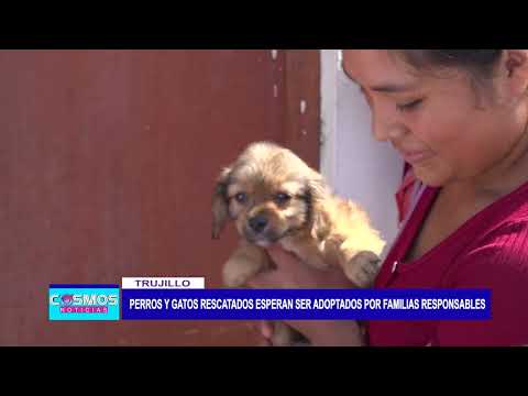 Trujillo: Perros y gatos rescatados esperan ser adoptados por familias responsables