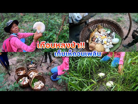 เกือบหลงป่า!!-เก็บเห็ดจนเพลิน- เกือบหลงป่า!!-เก็บเห็ดจนเพลิน-