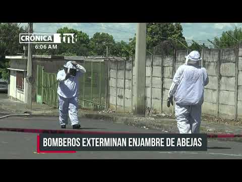 Bomberos trabajaron varias horas exterminado un enjambre de abejas en Managua - Nicaragua