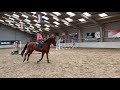Show jumping horse Super brave 4 yo gelding