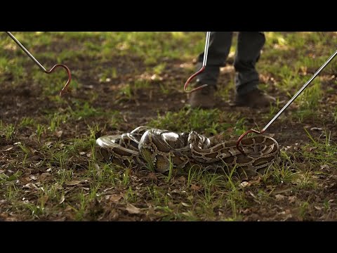 Snake hunters learn to wrangle invasive Burmese pythons in Everglades for Florida's 10-day challenge